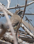 Louisianna Waterthrush 1732